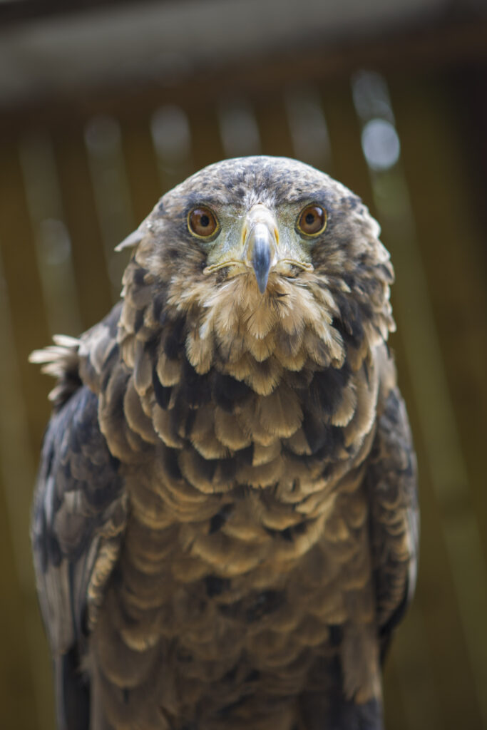 how to Talk to birds