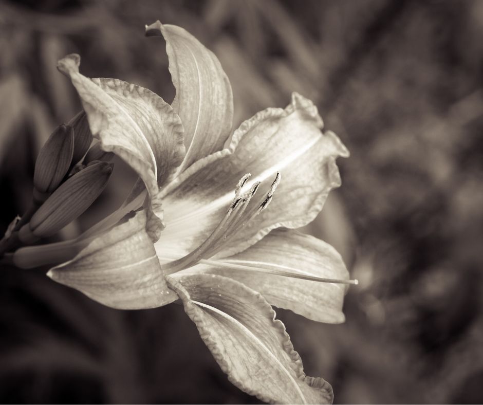 learn how to speak to loved ones in spirit (medium)